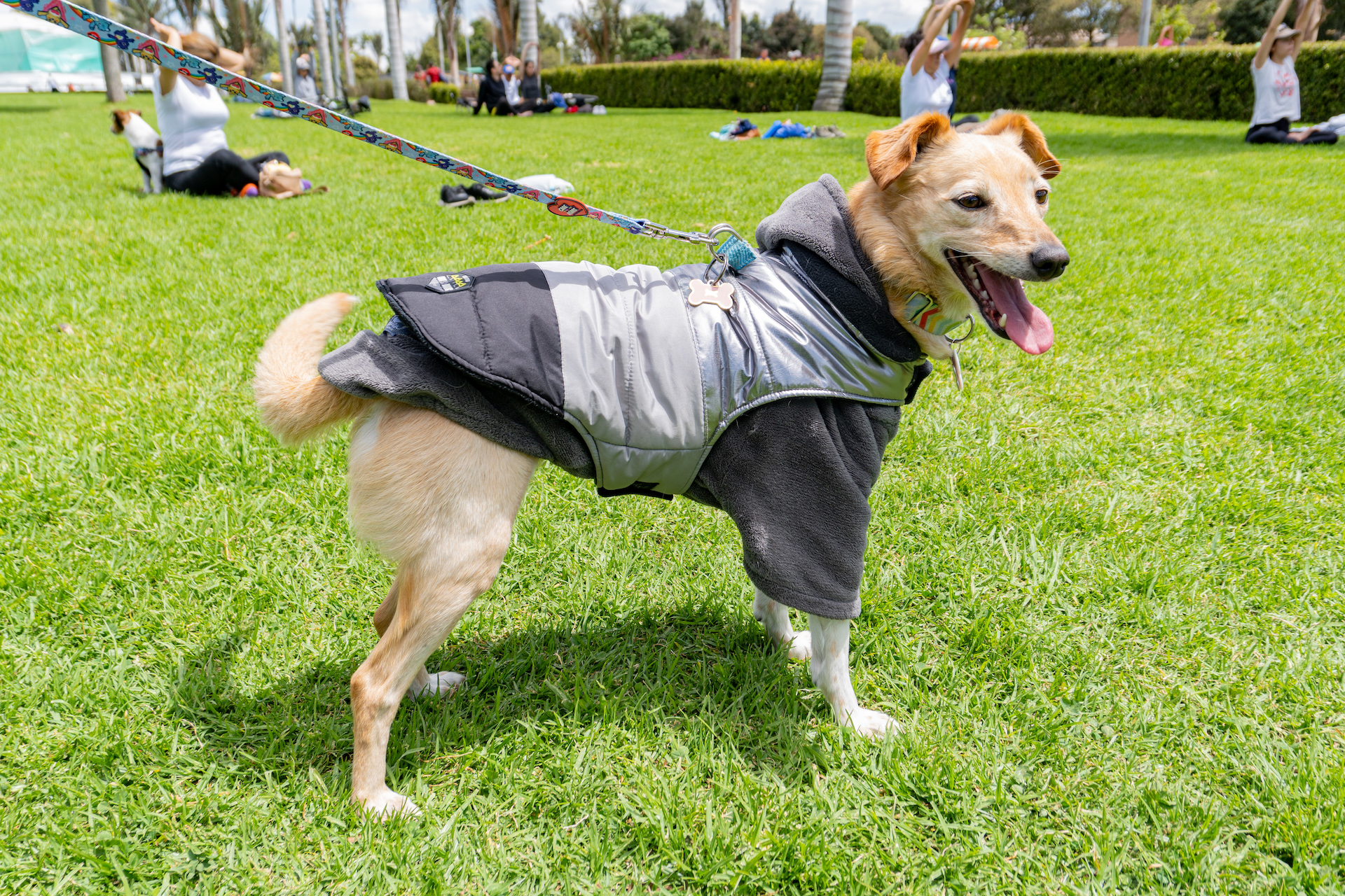 Mascota en parque