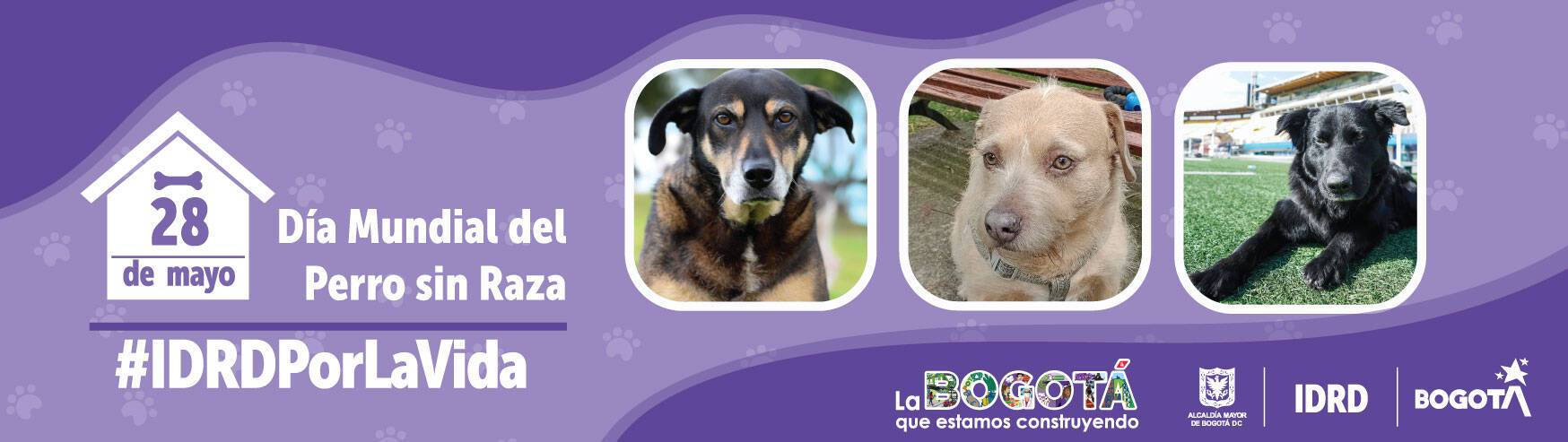 Día del perro sin raza