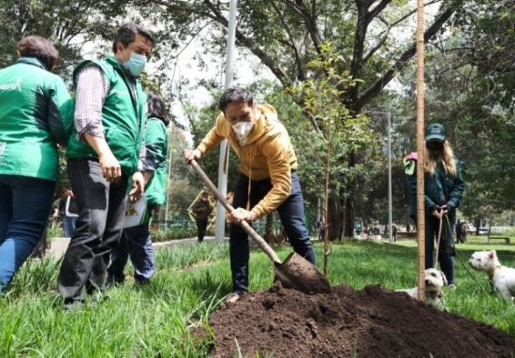 persona plantando arbol
