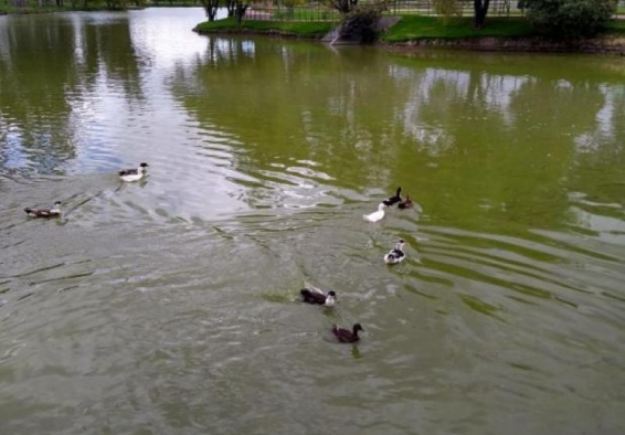 patos en laguna
