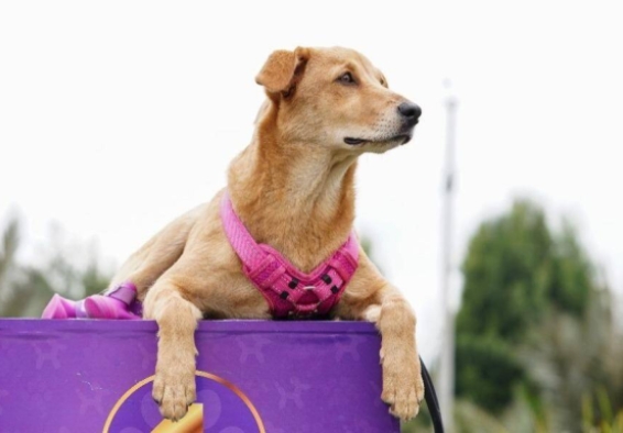 foto de perrito