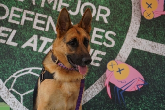 IDRD fortalece la Ciclovía de Bogotá con estaciones tipo “Pit Stop” para el bienestar de las mascotas