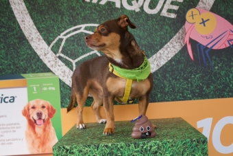 IDRD fortalece la Ciclovía de Bogotá con estaciones tipo “Pit Stop” para el bienestar de las mascotas