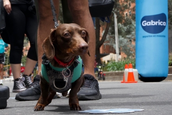 IDRD fortalece la Ciclovía de Bogotá con estaciones tipo “Pit Stop” para el bienestar de las mascotas