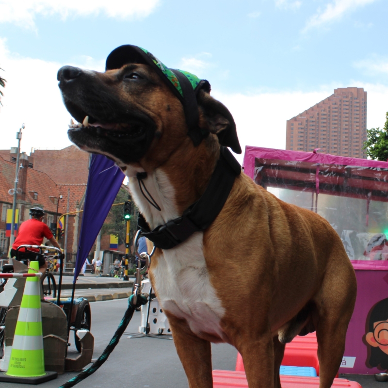 Perro en Ciclovía
