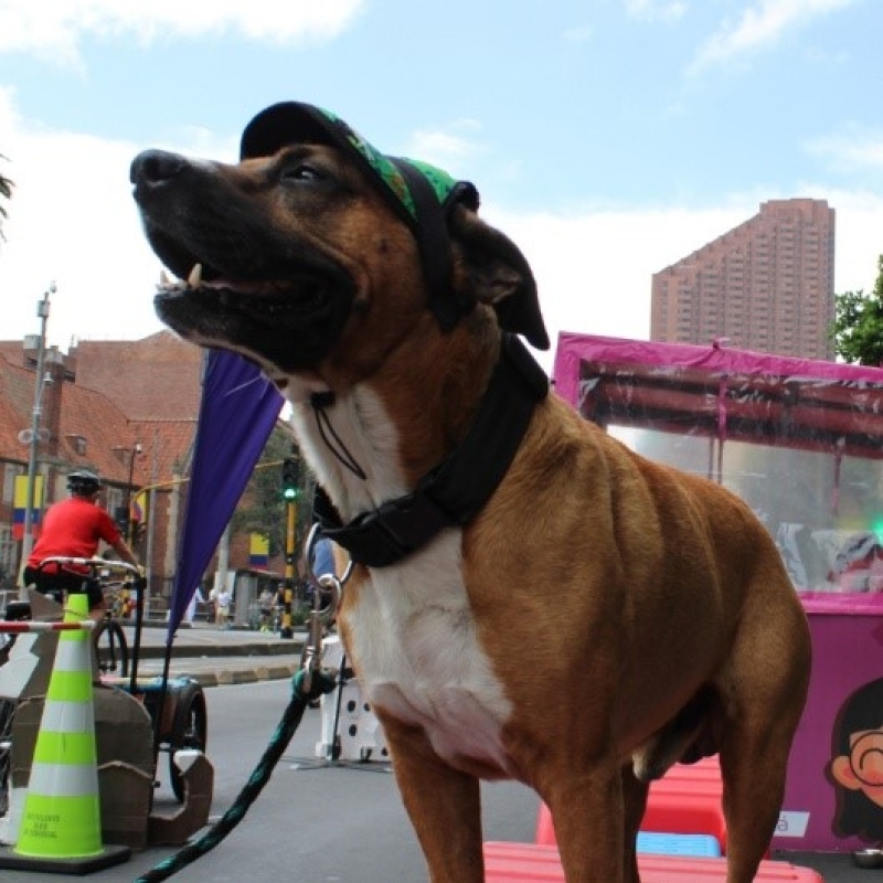 Perro en la Ciclovía