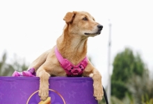 foto de perrito