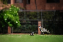 pajaritos en el cesped